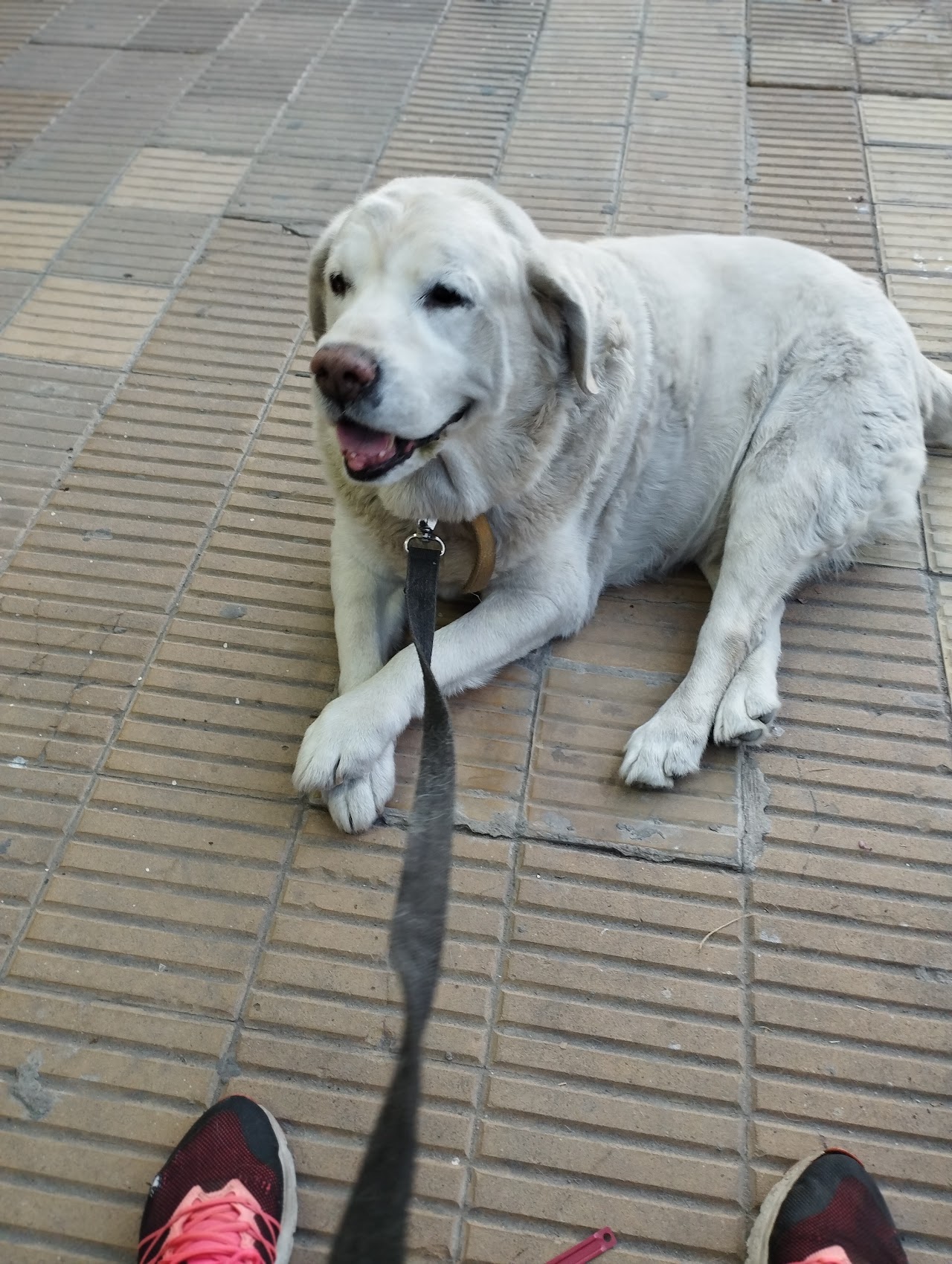 Golden Retriever descansando feliz en la sala de espera cálida y moderna de Veterinaria Dr. Silvia Sutera